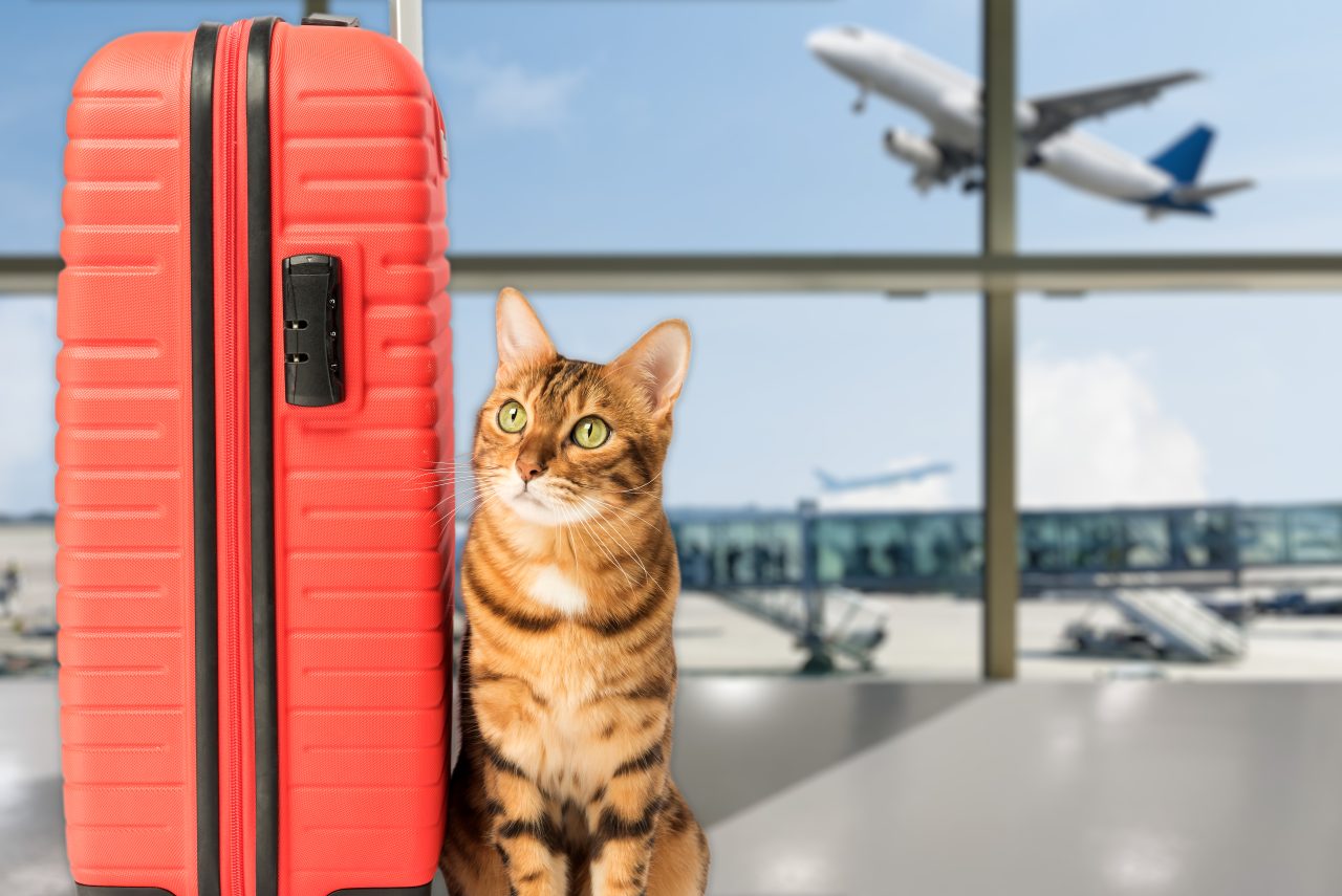 Flying with a Cat: Navigating Airlines and Airports