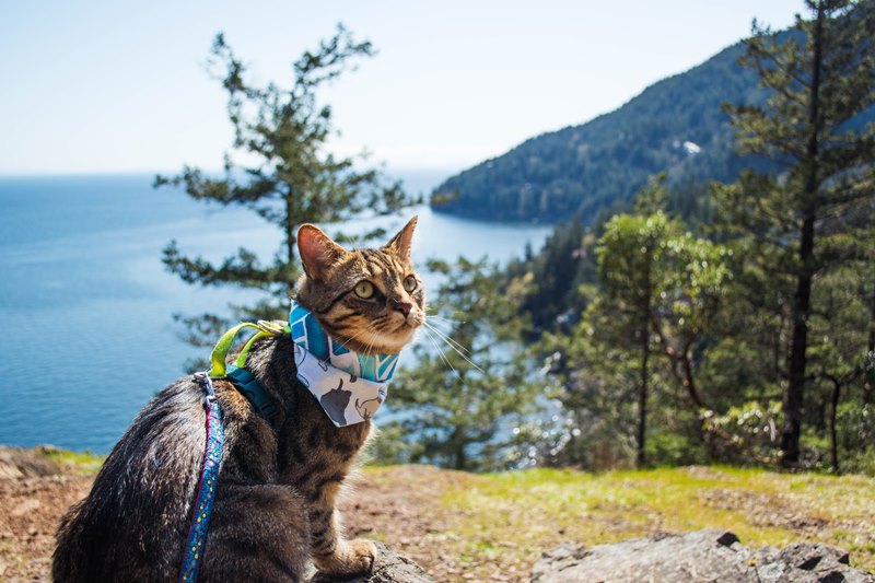 Preparing for Your Cat’s Travel Adventure