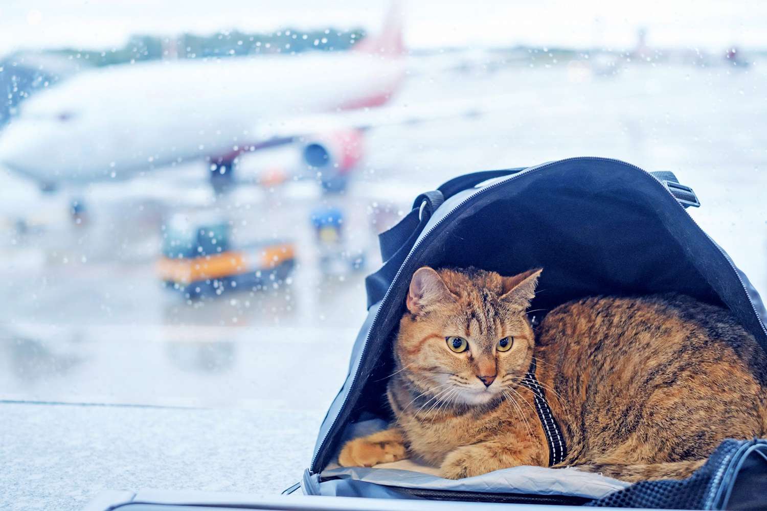 how to travel with a cat