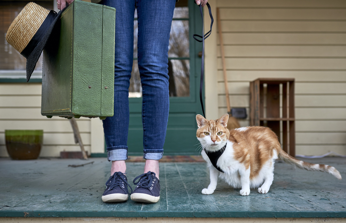 should i travel with my anxious cat